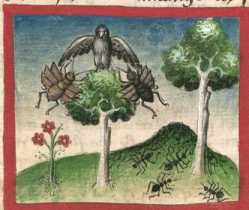 Miniatur:Fliegende Ameise und Nachtigall...