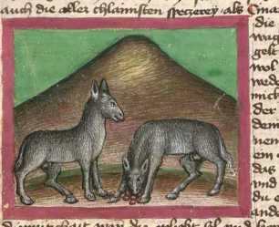 Miniatur:Maulpferd und Maulesel (39)
