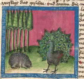 Miniatur:Igel und Pfau (#)
