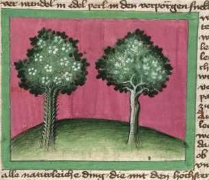 Miniatur:Dornbaum mit Blüten und Feigen...