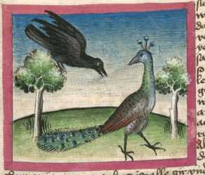 Miniatur:Rabe und Pfau (44)
