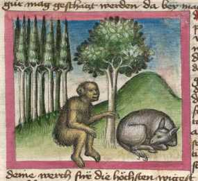 Miniatur:Affe und Esel (#)
