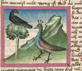 Miniatur:Rabe und Pfau (54)
