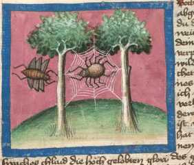 Miniatur:Spinne und Fliege (63)
