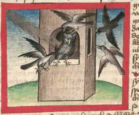 Miniatur:Eule, vom Tageslicht überrasch...