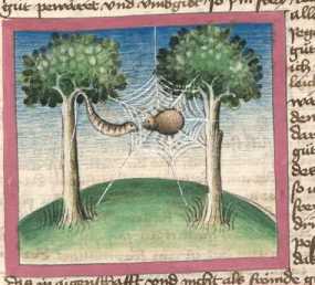 Miniatur:Seidenraupe und Spinne (65)
