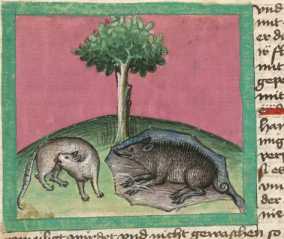 Miniatur:Schwein und Katzer (#)
