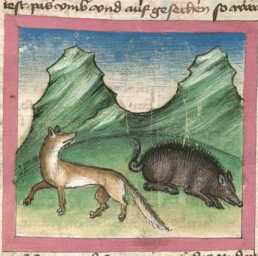 Miniatur:Schwein und Fuchs (71)
