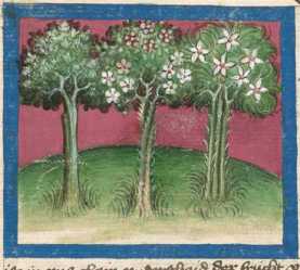 Miniatur:Lilie, Rose und Feigenbaum (#)
