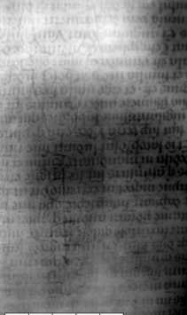 Holzschnitt: Ochsenkopf darunter fünfblättrige Blume ... from