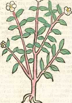 Figura de