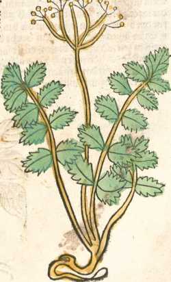 Figura de