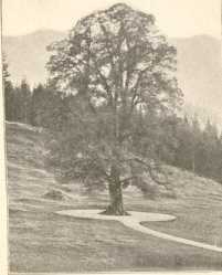 Linderhof. (49)
