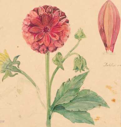 Dahlien (8r)
