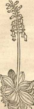 Figura