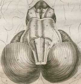Figura de
