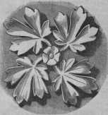 Figura da