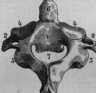 Figura da