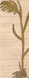 Figura din