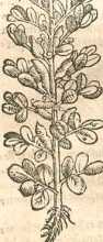 Figura din