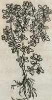 Figura de