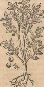 Figura din