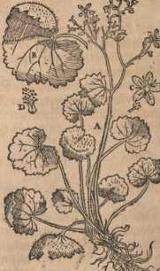 Figura din