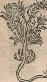 Figura