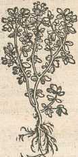 Figura