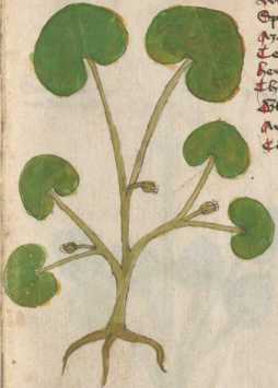 Illustration 1: Haselwurz (95)
