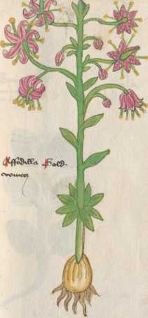 Illustration 3: Türkenbundlilie (97)
