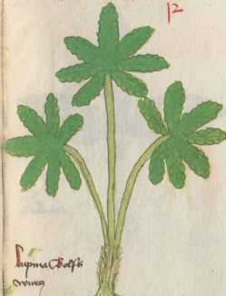Illustration 12 (106)
