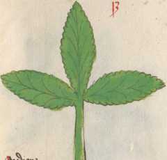 Illustration 13 (107)
