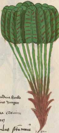 Illustration 17: Hirschzunge / Streifenf...