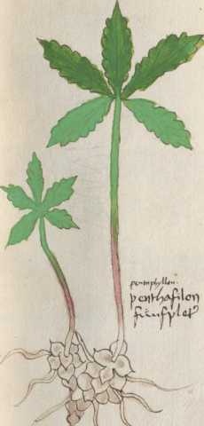 Illustration 21 (115)
