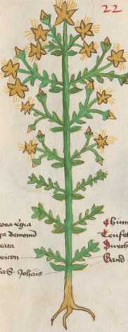 Illustration 22: Tüpfel-Johanniskraut /...