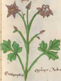 Illustration 23: Gewöhnliche Akelei (11...