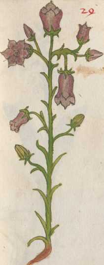 Illustration 24: Marien-Glockenblume / Glockenblumengewächse (118)
