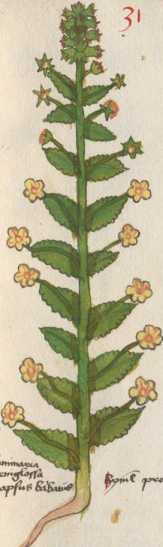 Illustration 31: Schaben-Königskerze (1...
