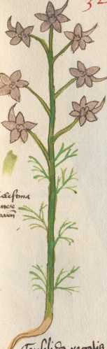 Illustration 32: Feldrittersporn / Hahne...