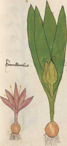 Illustration 33: Herbstzeitlose / Lilien...