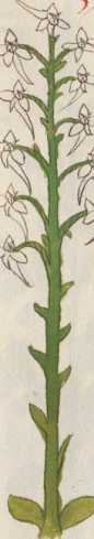 Illustration 34 (128)
