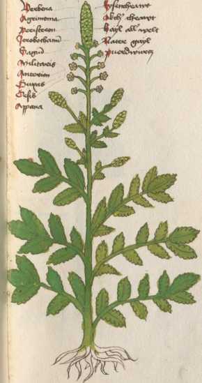 Illustration 35: Verbena - Eisenkraut (1...