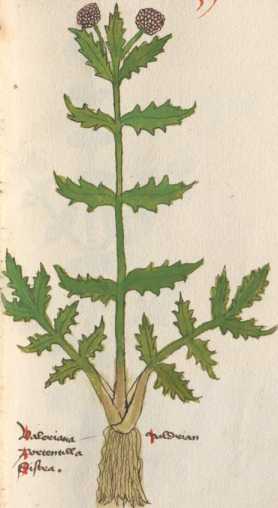Illustration 39: Artengruppe Arznei-Bald...