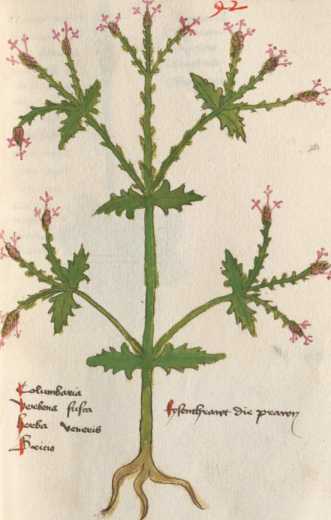Illustration 42: Eisenkraut / Eisenkraut...