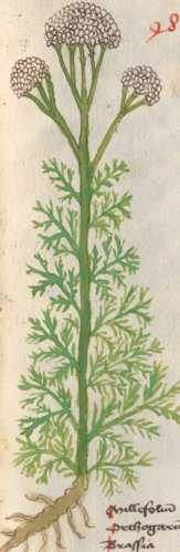 Illustration 48: Artengruppe Wiesenschaf...