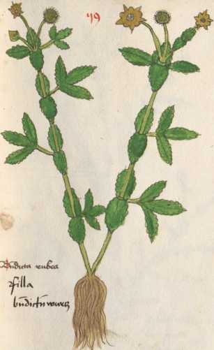 Illustration 59: Echte Nelkenwurz / Rose...