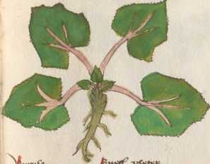 Illustration 72: Huflatich / Körbchenbl...