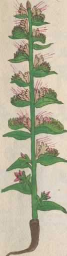 Illustration 77: Gemeiner Natternkopf, S...