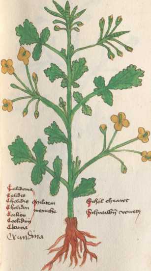 Illustration 81: Schöllkraut / Mohngew...